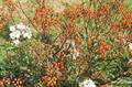 Rosa moschata